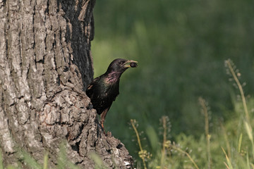 Starling, Sturnus vulgaris