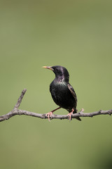 Starling, Sturnus vulgaris