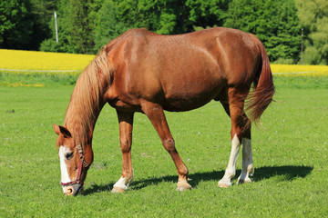 Grazing brown Horse on the green Pasture