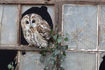 Tawny owl, Strix aluco