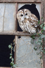 Tawny owl, Strix aluco