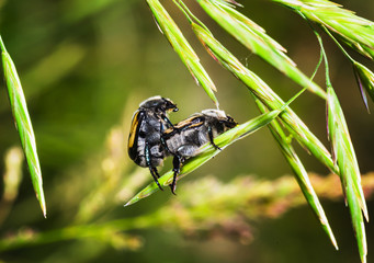 brown beetles on a blade of grass