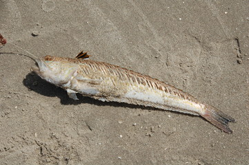Petermännchen