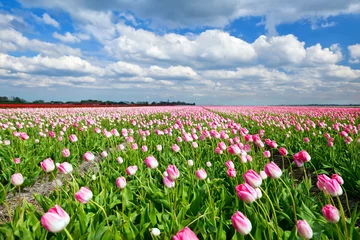 Keuken foto achterwand Tulp crèmige roze tulpen op Hollands veld en blauwe lucht