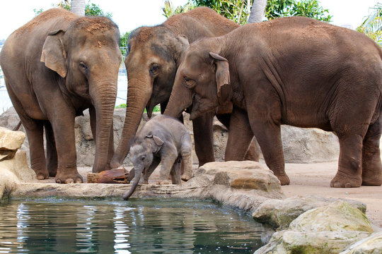 Baby Elephant surrounded by family