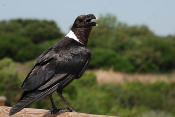 corbeau