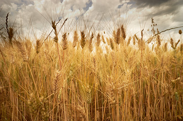 Beautiful golden crop meadow in the  sky