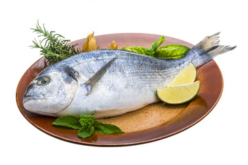 Fresh raw dorada