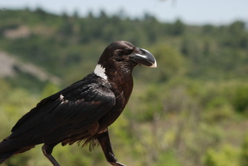 corbeau