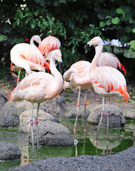 Flamingos on water in summer