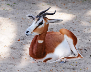 Springbok antelope (Antidorcas marsupialis)