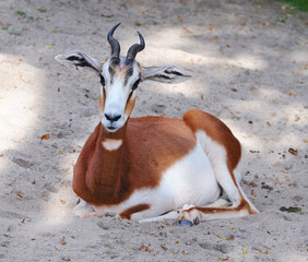 Springbok antelope (Antidorcas marsupialis)