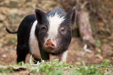 Single piglet in its natural environment