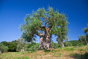 olive tree