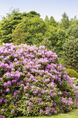 Rhododendron bushes inl summer garden in the sunshine