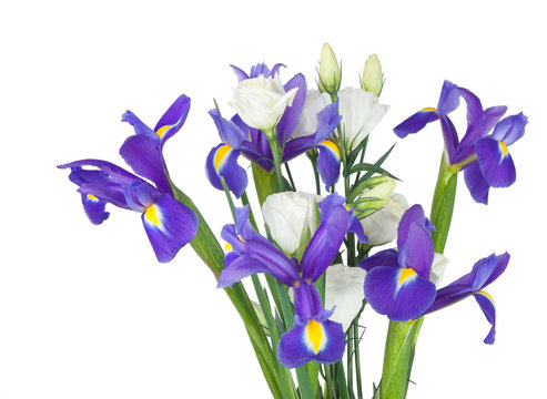 irises with eustoma on a white background