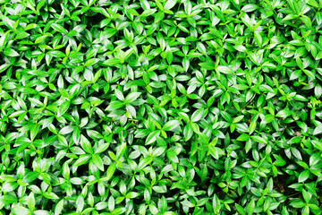 green leaves