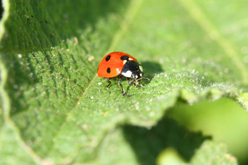 Ladybug on green leaf. Macro
