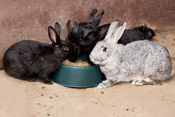 Rabbits eating pellets