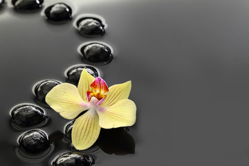 Fototapeta na wymiar Czarny zen kamienie i Orchidea na spokojnym tle wody