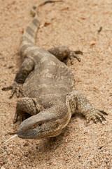 Portrait of a Water Monitor