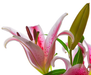 Image of pink stargazer lily, isolated on white. 