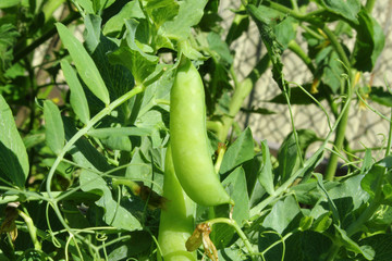 Obraz premium green peas