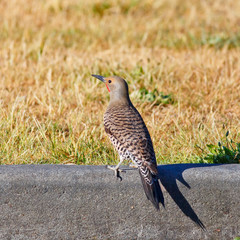 Resting Northern Flicker