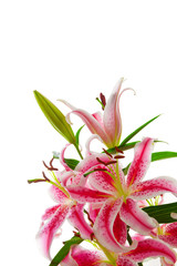 Image of pink stargazer lily, isolated on white. 