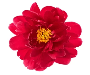 Fotobehang Pioenrozen single flower head of red peony isolated on white  © LiliGraphie