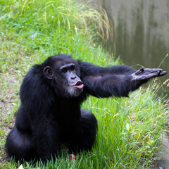 Affe