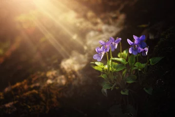Abwaschbare Fototapete Frühling Violet