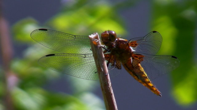 Dragonfly is resting on stem and faeces