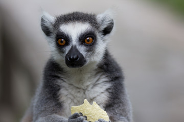 Affe