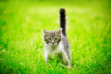 Kitten on the grass