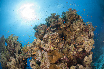 Beautiful tropical coral reef scene
