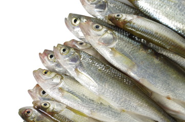 fresh fish