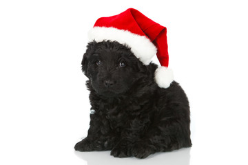 black puppy with santas hat