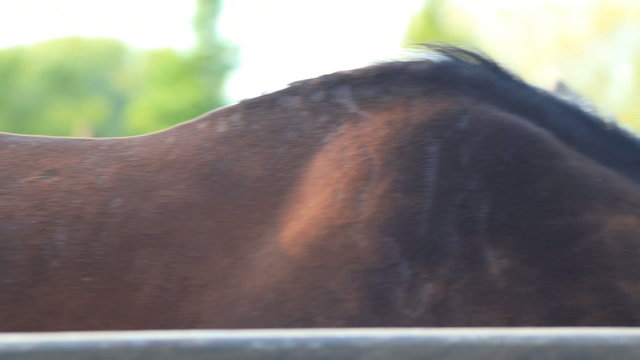A male horse, Find similar clips in our portfolio. 