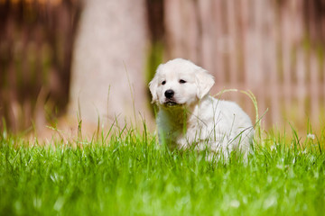 golden retriever puppy portrait