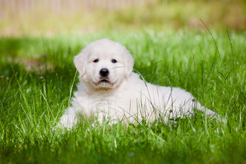 golden retriever puppy lying on the grass