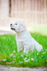 golden retriever puppy outside