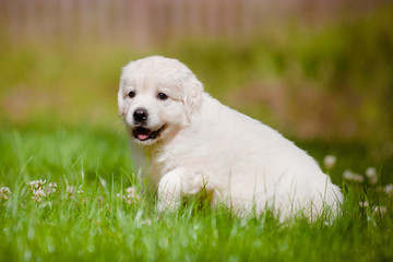 golden retriever puppy outdoors in the sun