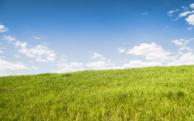 Obraz premium Summer landscape with grass field