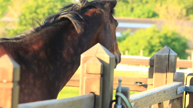 A male horse, Find similar clips in our portfolio. 