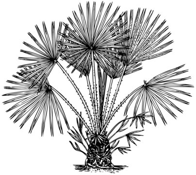 Plant Chamaerops humilis (Mediterranean dwarf Palm)