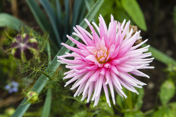 Obraz premium Dahlie (Dahlia)