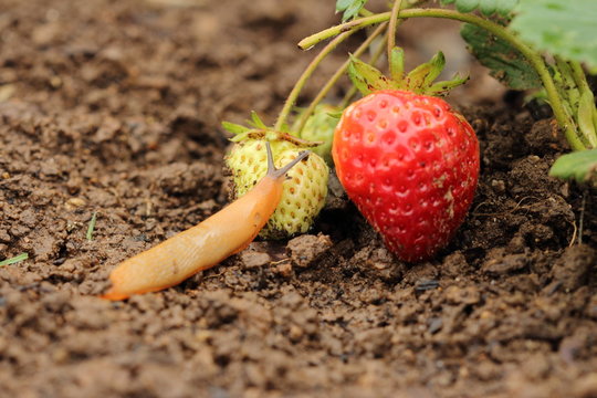 Une limace  mange une fraise dans le jardins