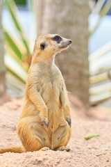 Alert Meerkat