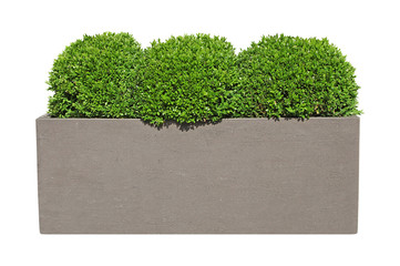 buxus taillés en boule en bac